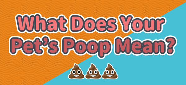 What does your pet's poop mean?
