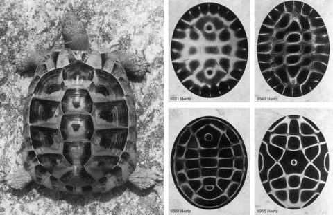 cymatics in nature experiment chladni plate Alexander Lauterwasser - Dr hans jenny