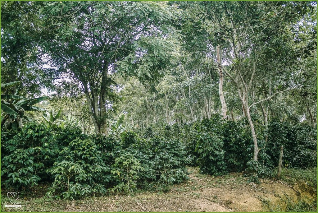 ProducingOrganicCoffee9
