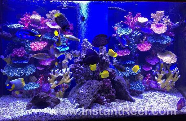 600 Gallon Top 3 Coolest, Most Colorful Marine Saltwater Fish Tanks with Artificial Corals