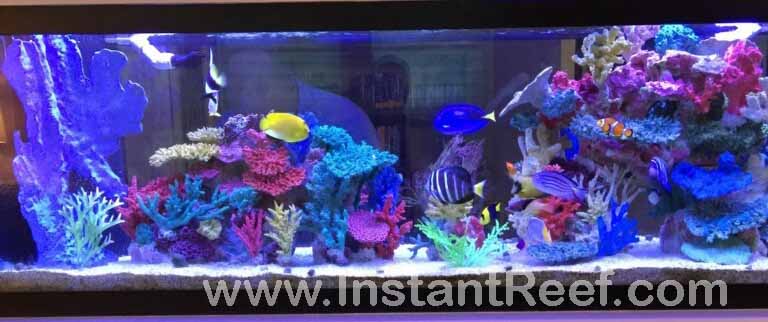 Build your dream aquarium at saltwater fish-only tank cost