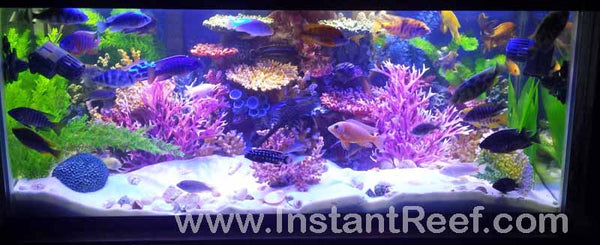 Beautiful African Cichlids Tropical Freshwater Fish Aquarium with fake corals by Instant Reef