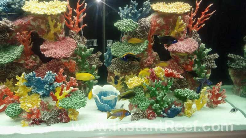 Build your dream freshwater reef tank