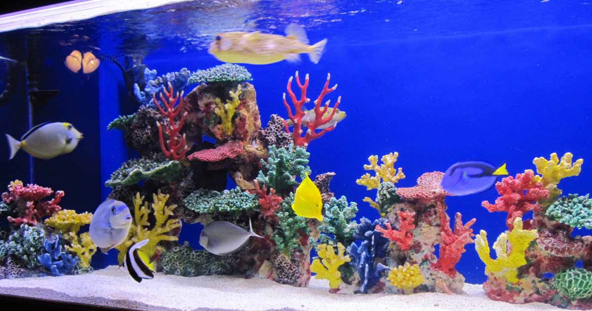 FAQs - Most Colorful Artificial Corals for Living Fish Aquariums