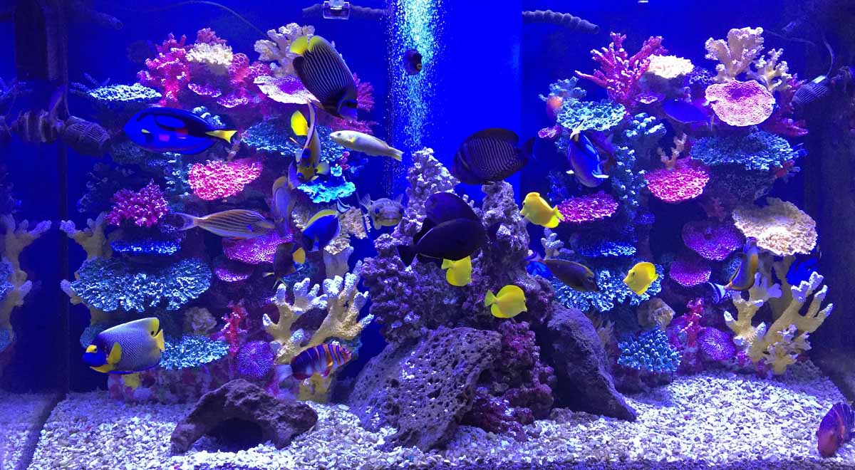 How to Set up & Complete Aquarium Nitrogen Cycle | Instant Reef Decor