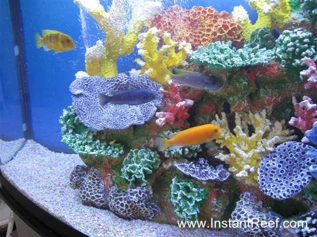 Colorful 46 Gallon African Cichlid Fish Tank with Fake Corals