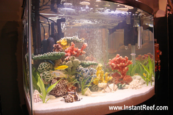 50 Gallon Tropical Fish Tank with African Cichlids