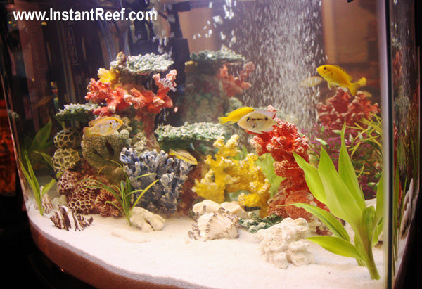 50 Gallon Colorful Tropical Fish Tank with African Cichlids