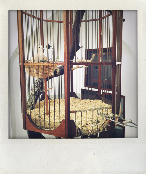 polaroid of bird cage with a bird in it.