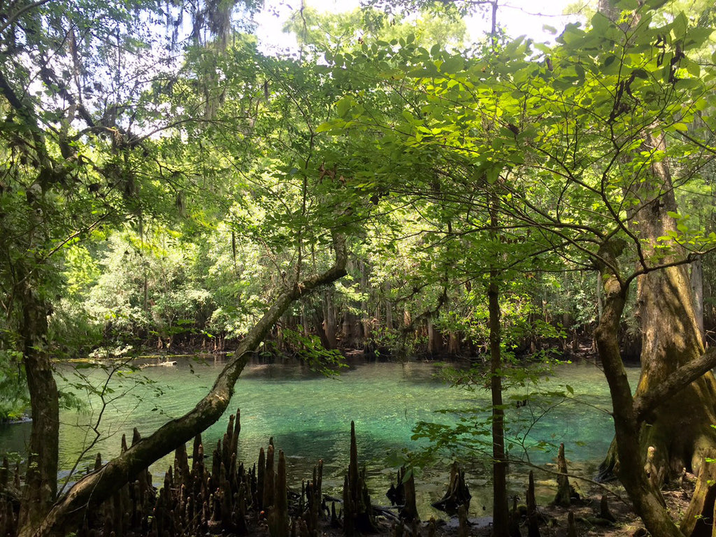 view of a lake with trees. 