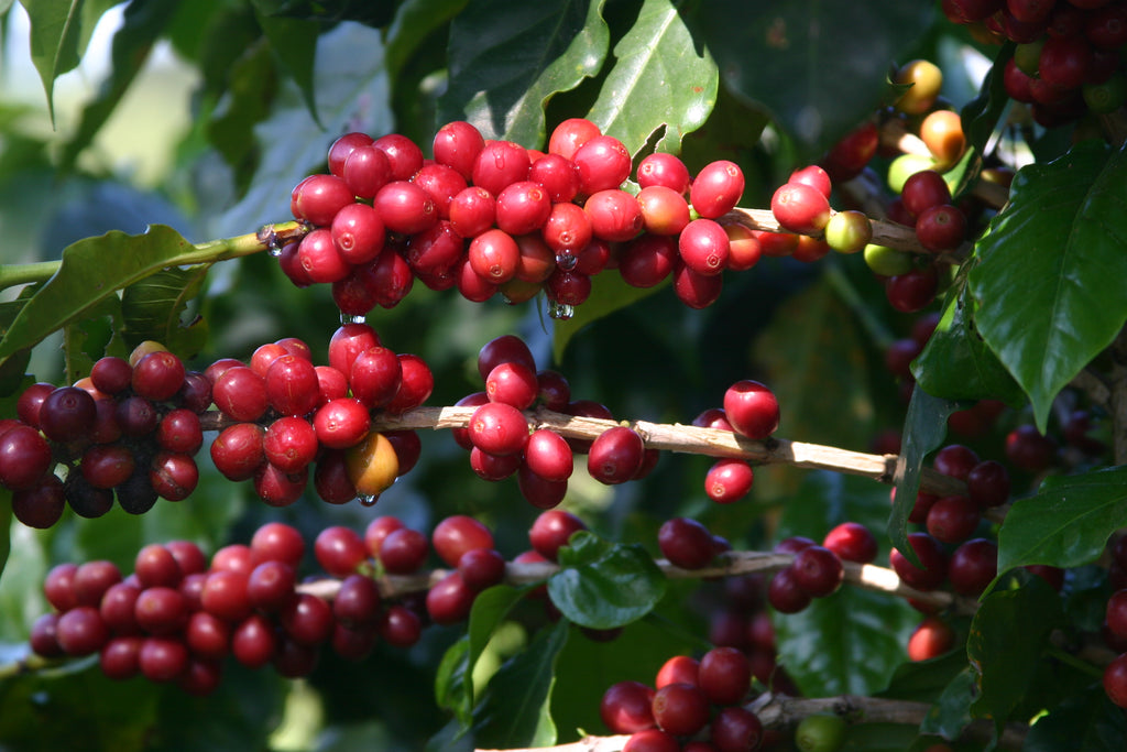 coffee cherries