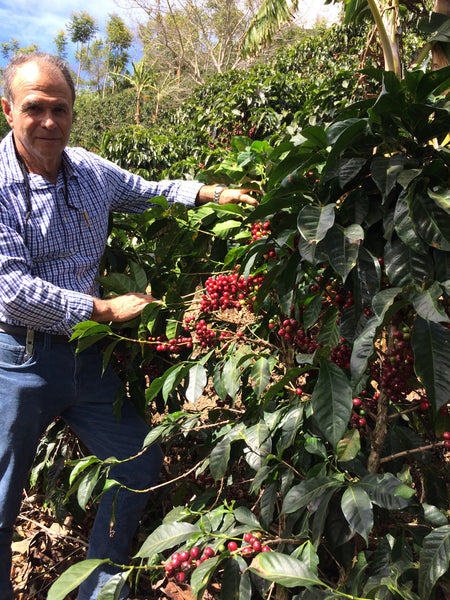 coffee farmer next to coffee plant
