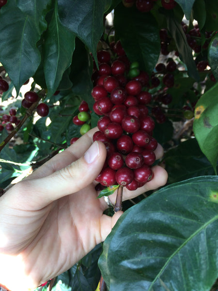 a hand touching coffee cherries on a coffee tree