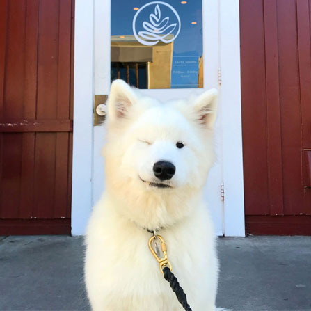 samoyed puppy winking in front of caffe luxxe country mart