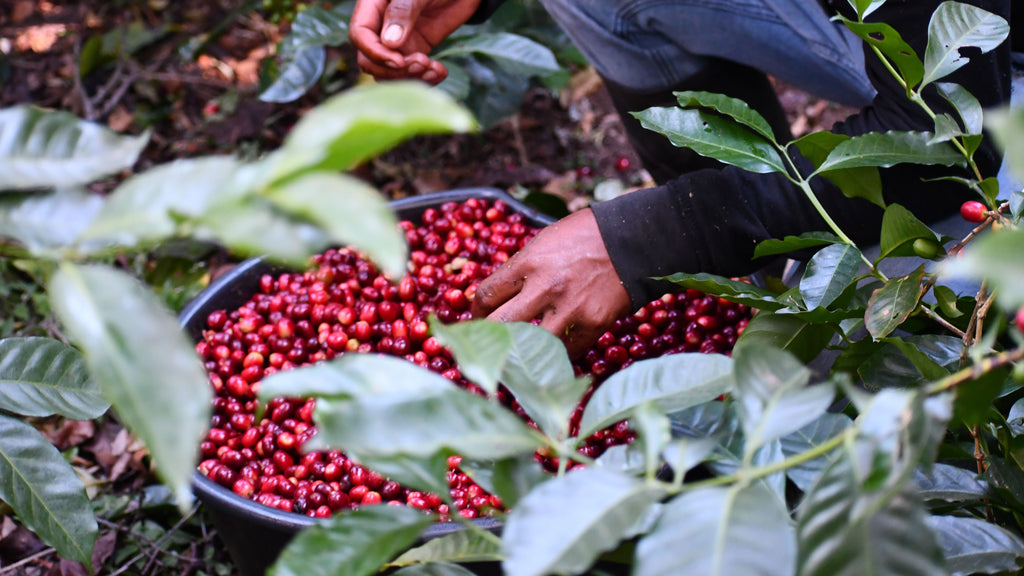 a hand touching coffee cherries in a basket