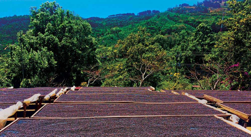 coffee drying beds filled with naturally processed coffees