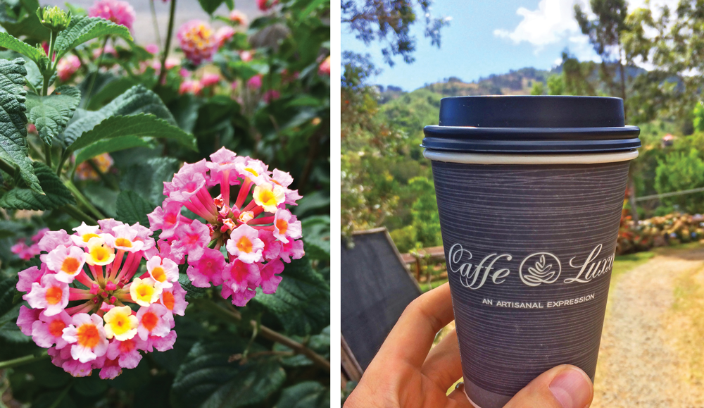 on the left, two bunches of pink flowers. on the right a caffe luxxe to-go cup
