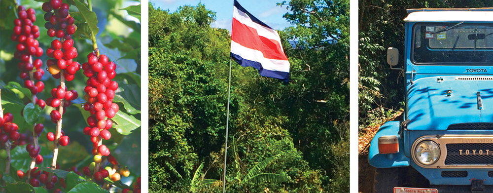 la chumeca coffee farm collage. coffee cherries on a coffee tree, a flag in a field of coffee, and a blue toyota truck