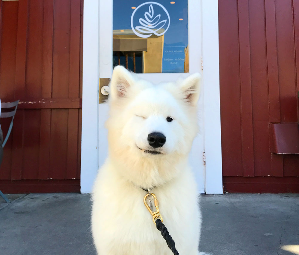 samoyed puppy smiling and winking in front of caffe luxxe