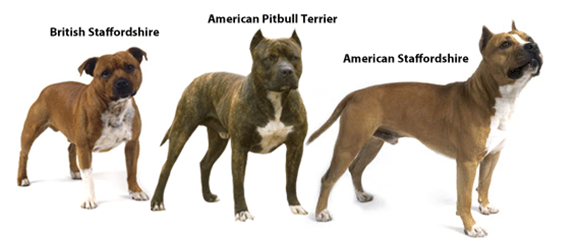 different types of pitbulls