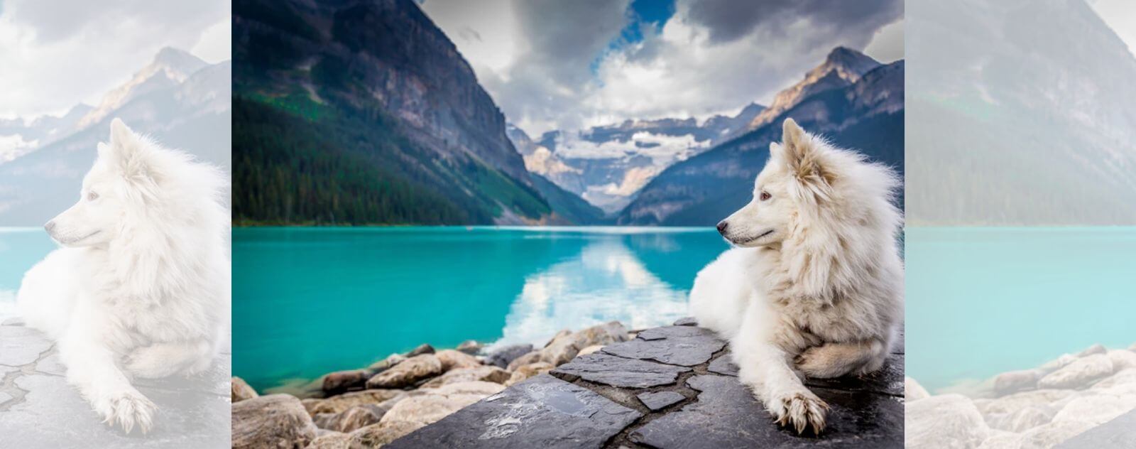 loup blanc assis a cote d'un lac bleu au canada