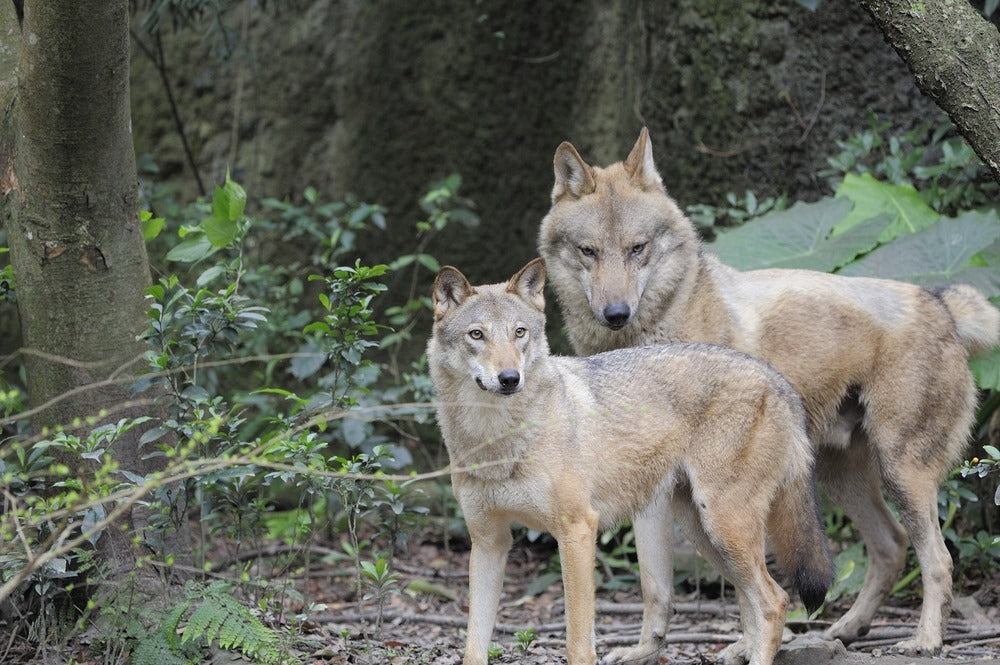 comment les loups amoureux se reproduisent ils