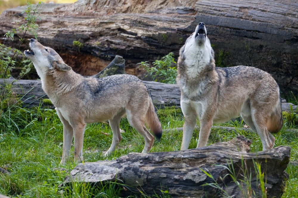 comment les loups communiquent ils