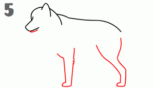 comment dessiner un loup au crayon facile