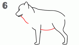 comment dessiner un loup réaliste étape par étape