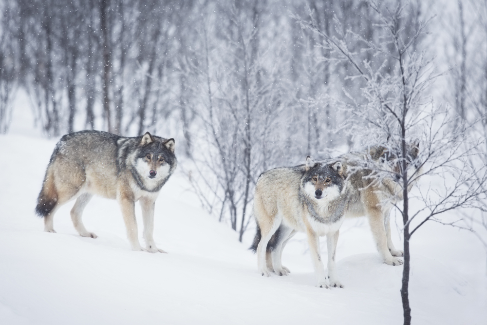 loups en hiver dans la neige