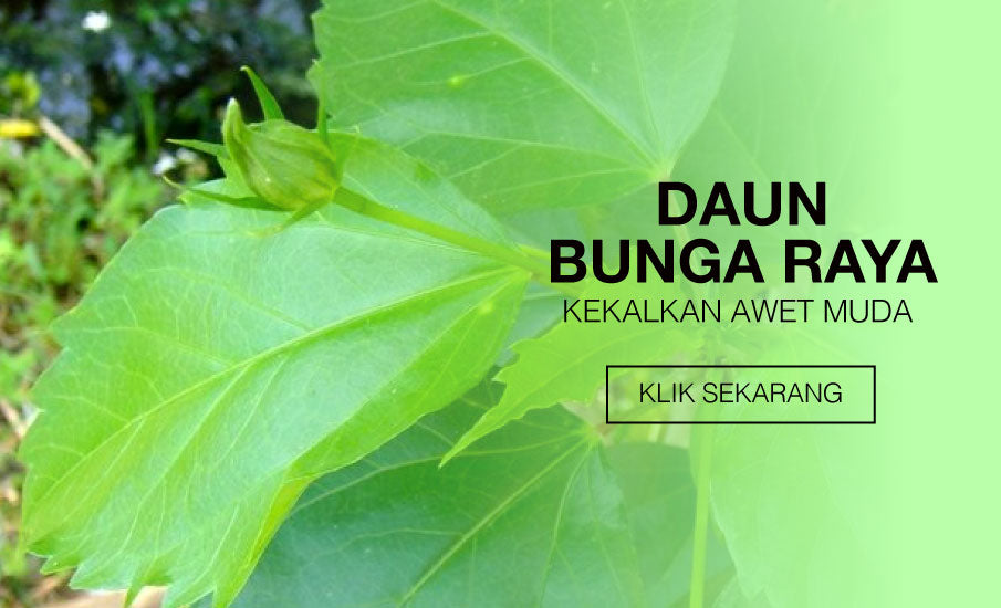 7 Cara Untuk Kekal Awet Muda Dengan Daun Bunga Raya Iflawless