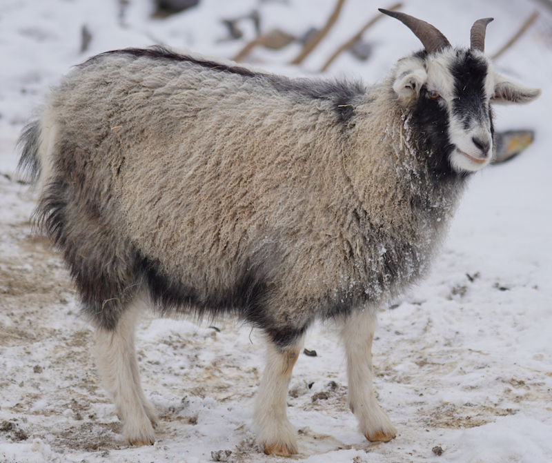 cashmere goat | softest natural fibre