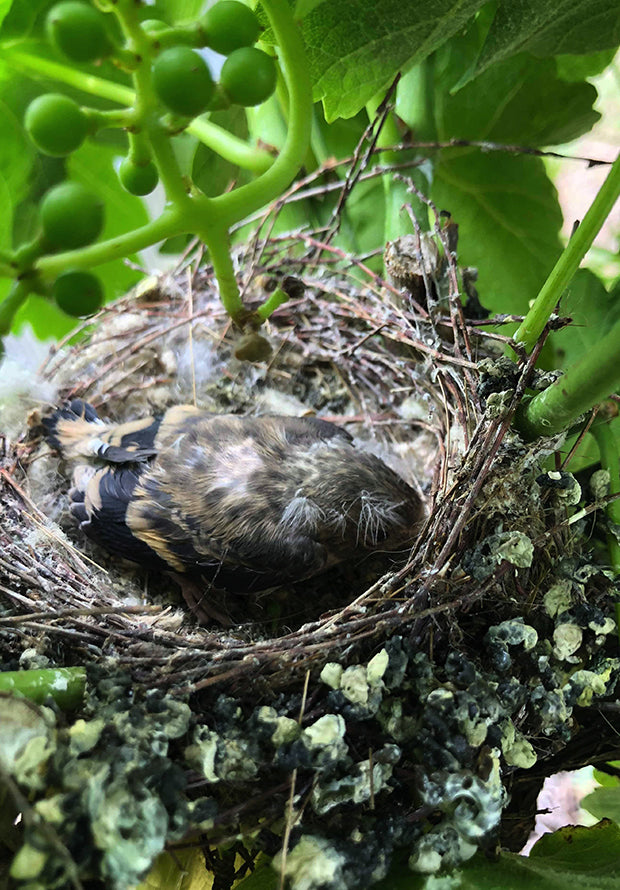 Bird in a nest