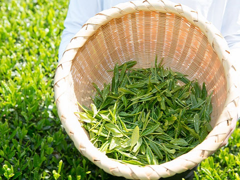 Japanese green tea harvest