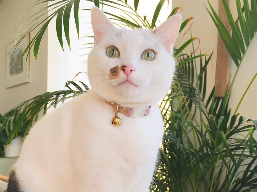 Should I Put a Bell on my Cat's Collar? – Noggins & Binkles