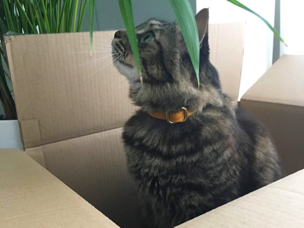Cat in cardboard box wearing yellow breakaway safety cat collar