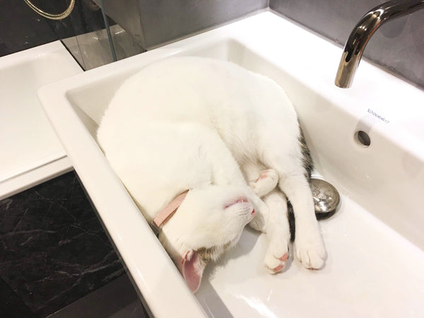 Cat sleeping in sink to keep cool in hot weather