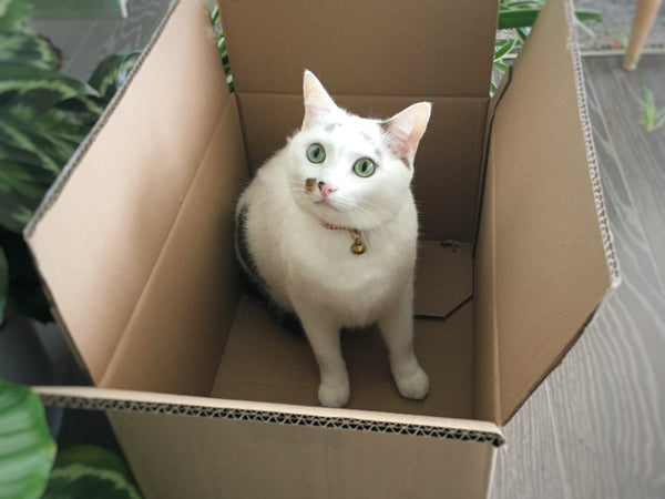 Binkles hiding in his cardboard box. Cats love hiding in boxes!