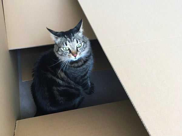 Why do cats like boxes so much? Noggins in one of our biggest boxes!