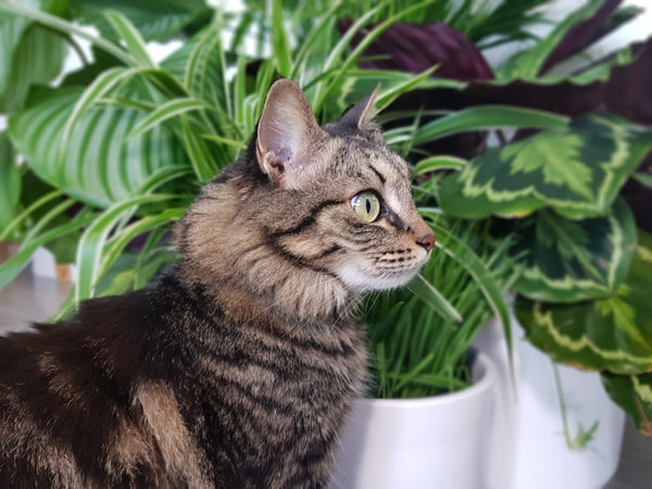 Cat Friendly Plants for Valentine's Day
