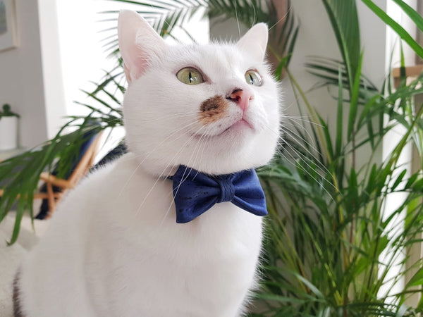 Cat in luxury vegan cork cat bow tie