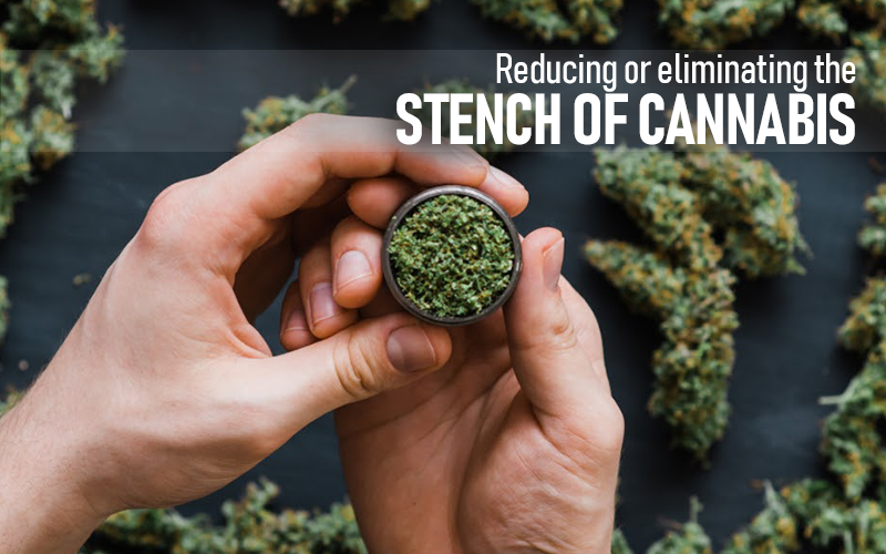 Stench Of Cannabis
