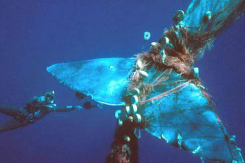 vegan-whale-bycatch