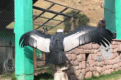 peru-condor