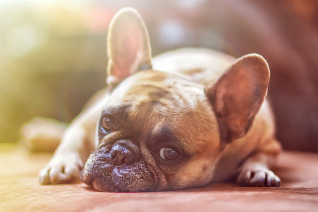 What to Do if your Dog Has a Dog Food Allergy Image