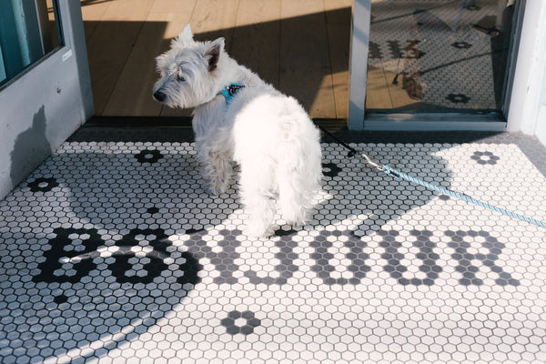 Puppy in entrance, Sassy Red Lipstick Galentine's Brunch Le Marais Bakery San Francisco