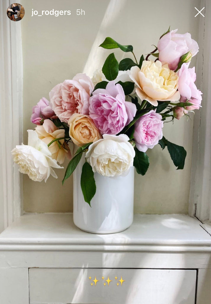 Jo Rodgers white and pink garden roses in a beautiful white vase