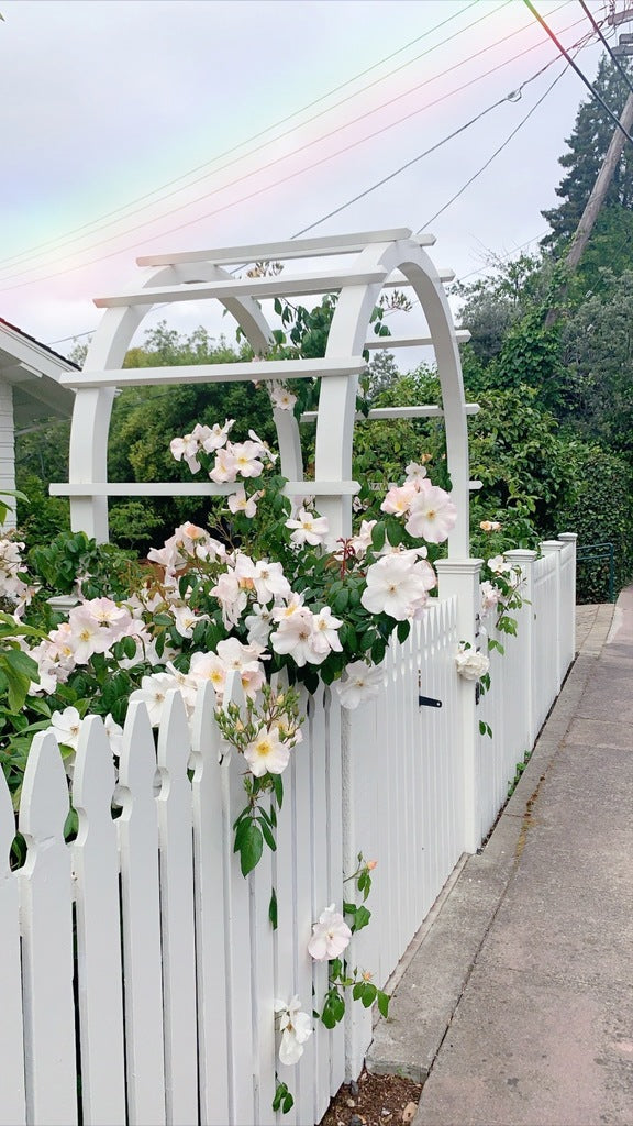 White rose bush growing around a white picket fence