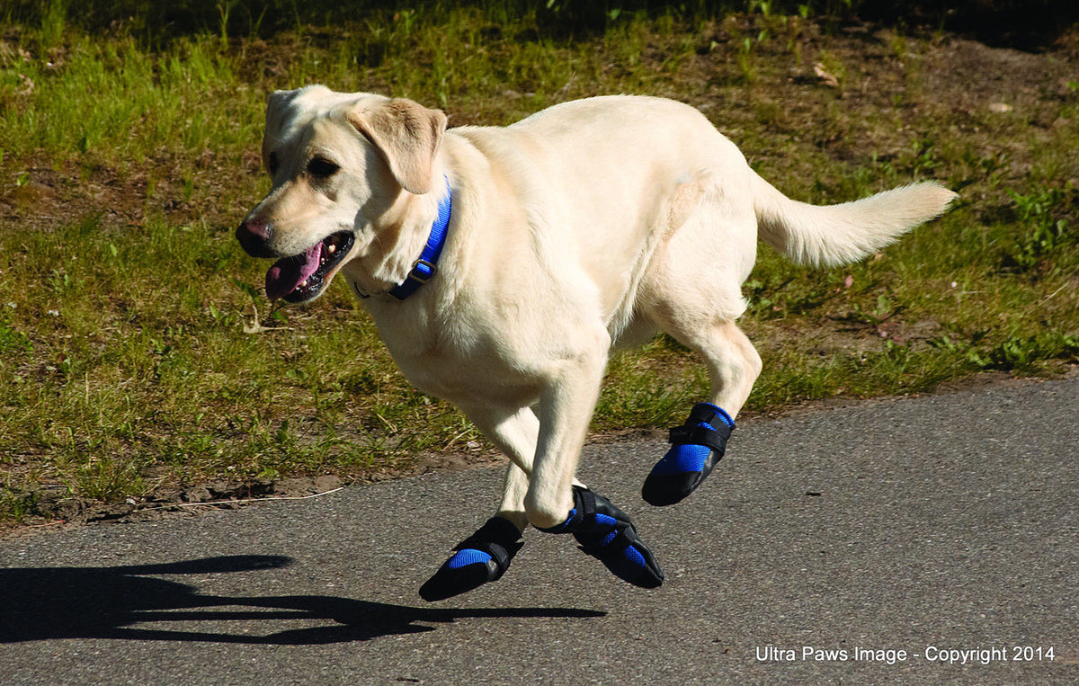 cool dog shoes