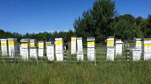 Beehives in woodland meadows